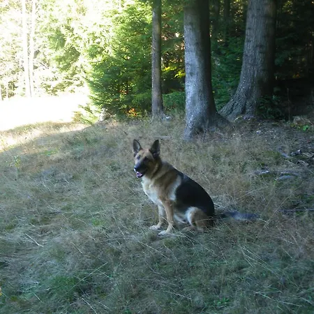 Ognisko 2*
